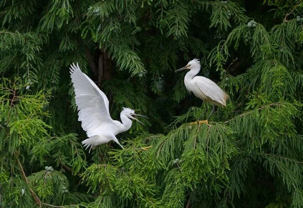 綠美蝶變彩云南